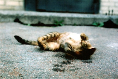 плівкотреш